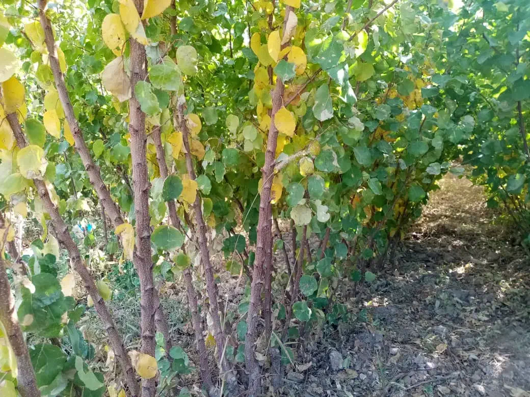 انواع ارقام نهال گردو و بادام و صنوبر فروشی|خدمات باغبانی و درختکاری|اردبیل, |دیوار