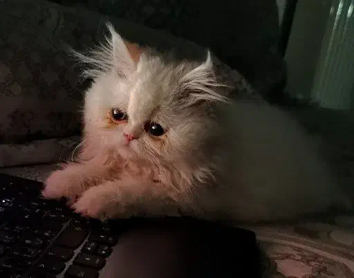 گربه پرشین دال فیس|گربه|بندرعباس, |دیوار