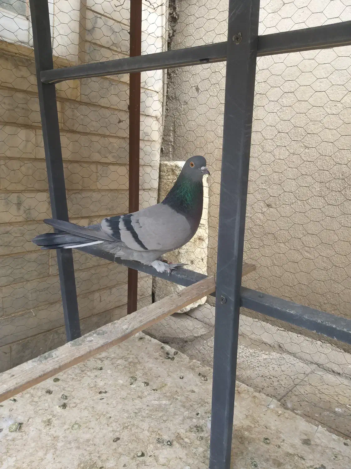 ماده سبز دو خط موش پا زیبا پرشی|پرنده|ری, سیزده آبان|دیوار