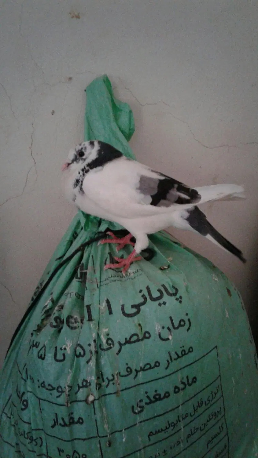کبوتر|پرنده|شادگان, |دیوار