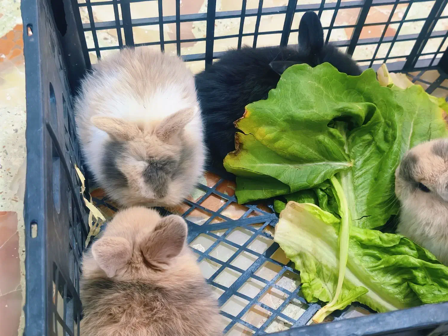 توله خرگوش میکس|موش و خرگوش|شیراز, تندگویان|دیوار