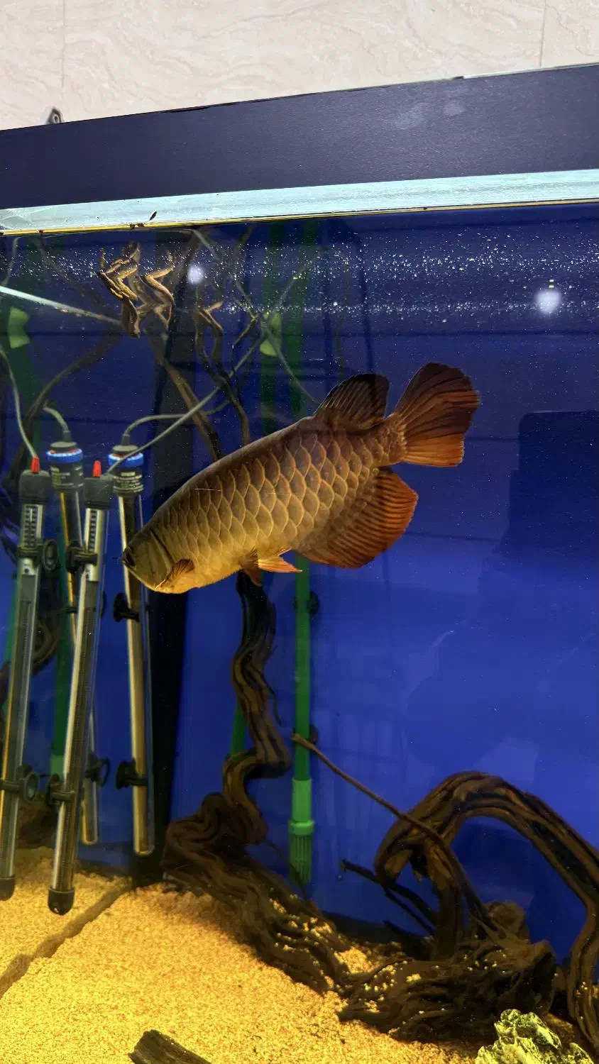 آروانا گلدن های بک.|ماهی|قزوین, |دیوار