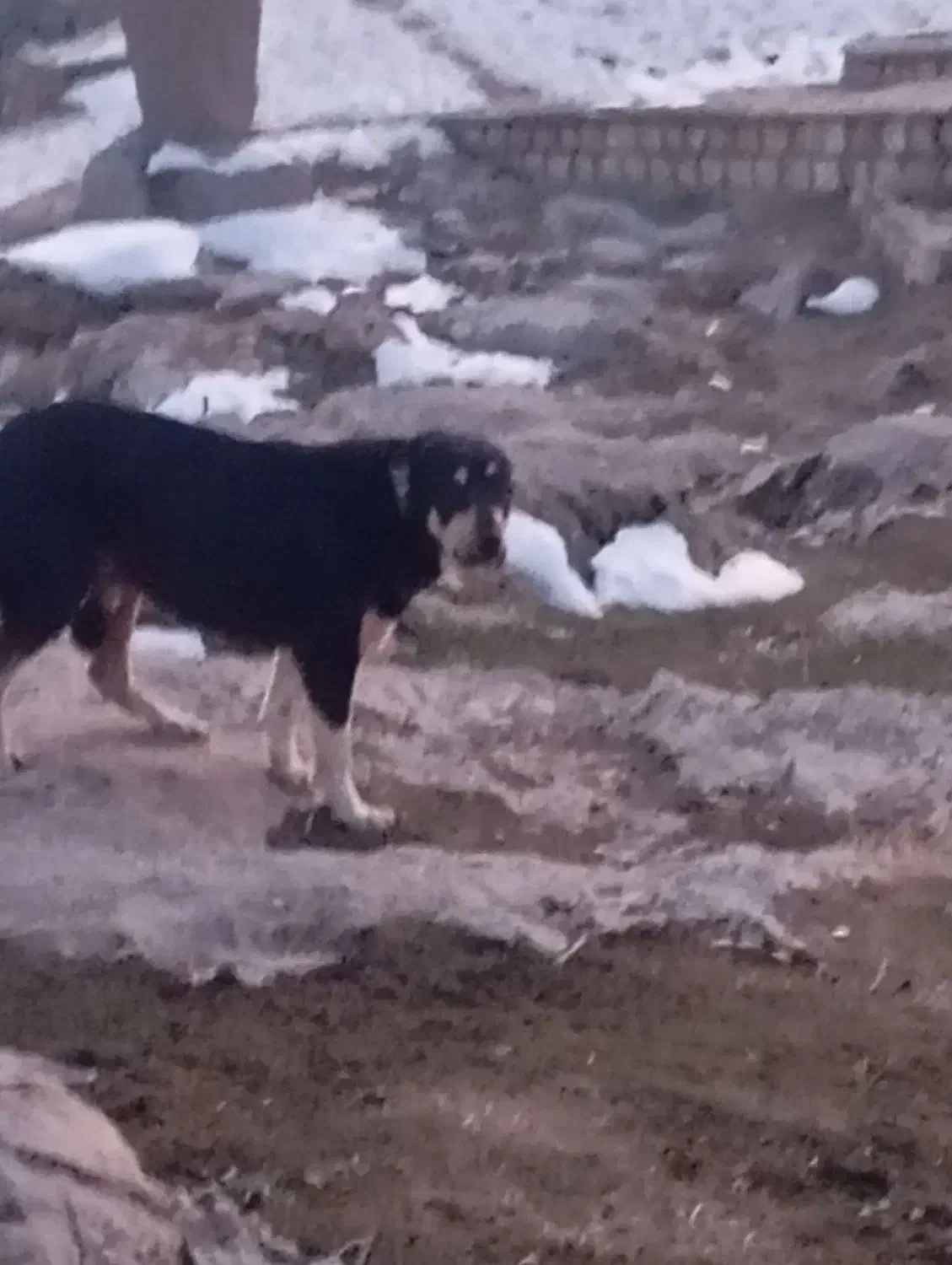 معاوضه|سگ|لاجان, |دیوار