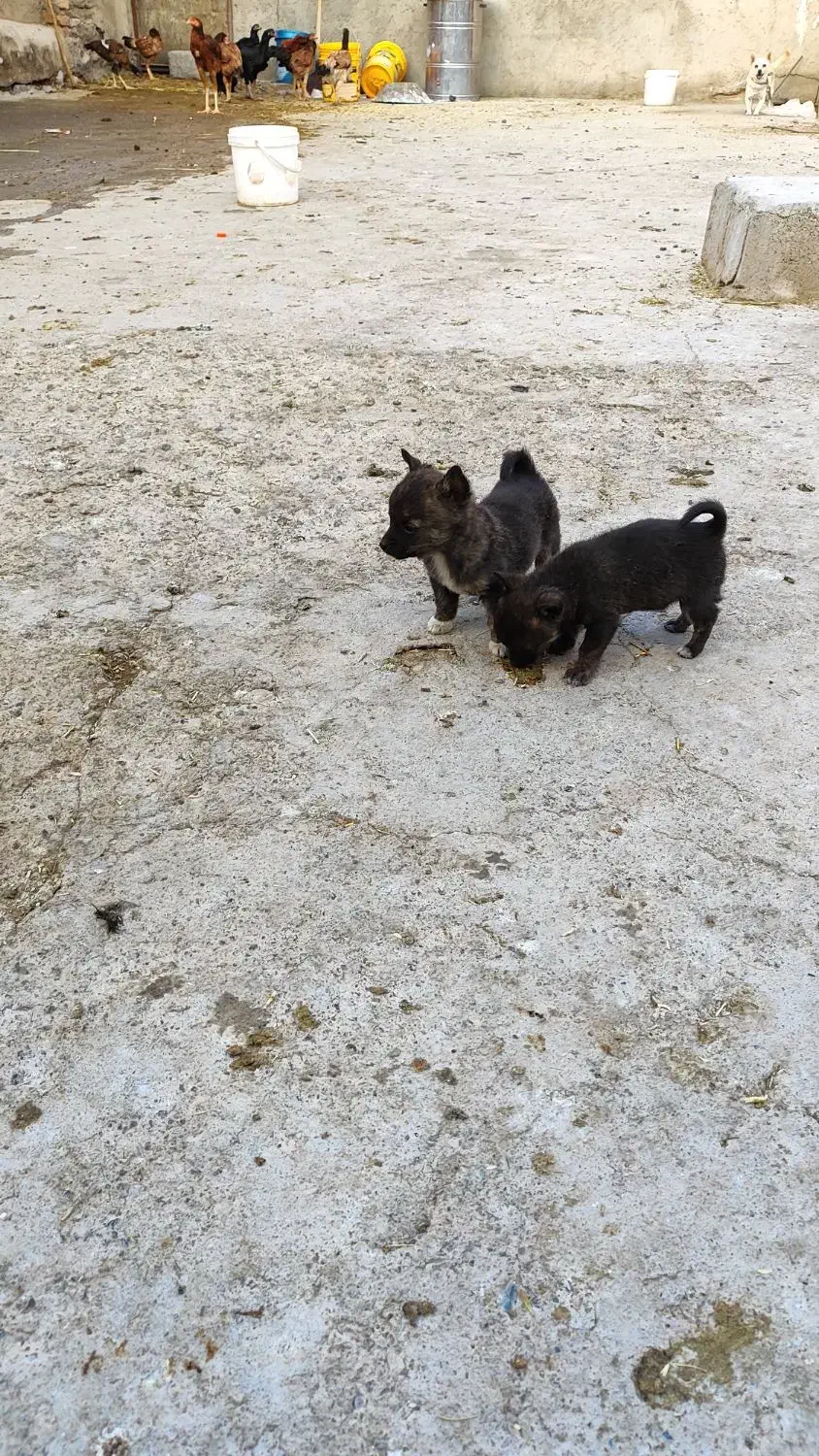 فروش پاکوتاه فیندو ریز و کوچک|سگ|میانه, |دیوار