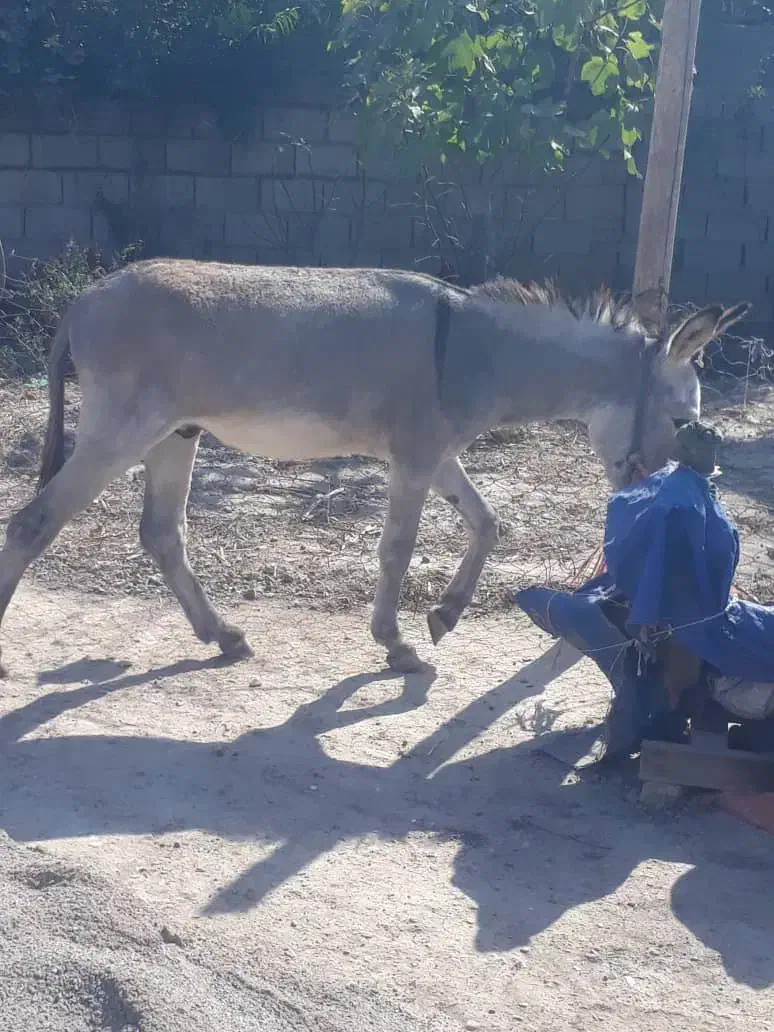 برای فروش نر|حیوانات مزرعه|آق قلا, |دیوار