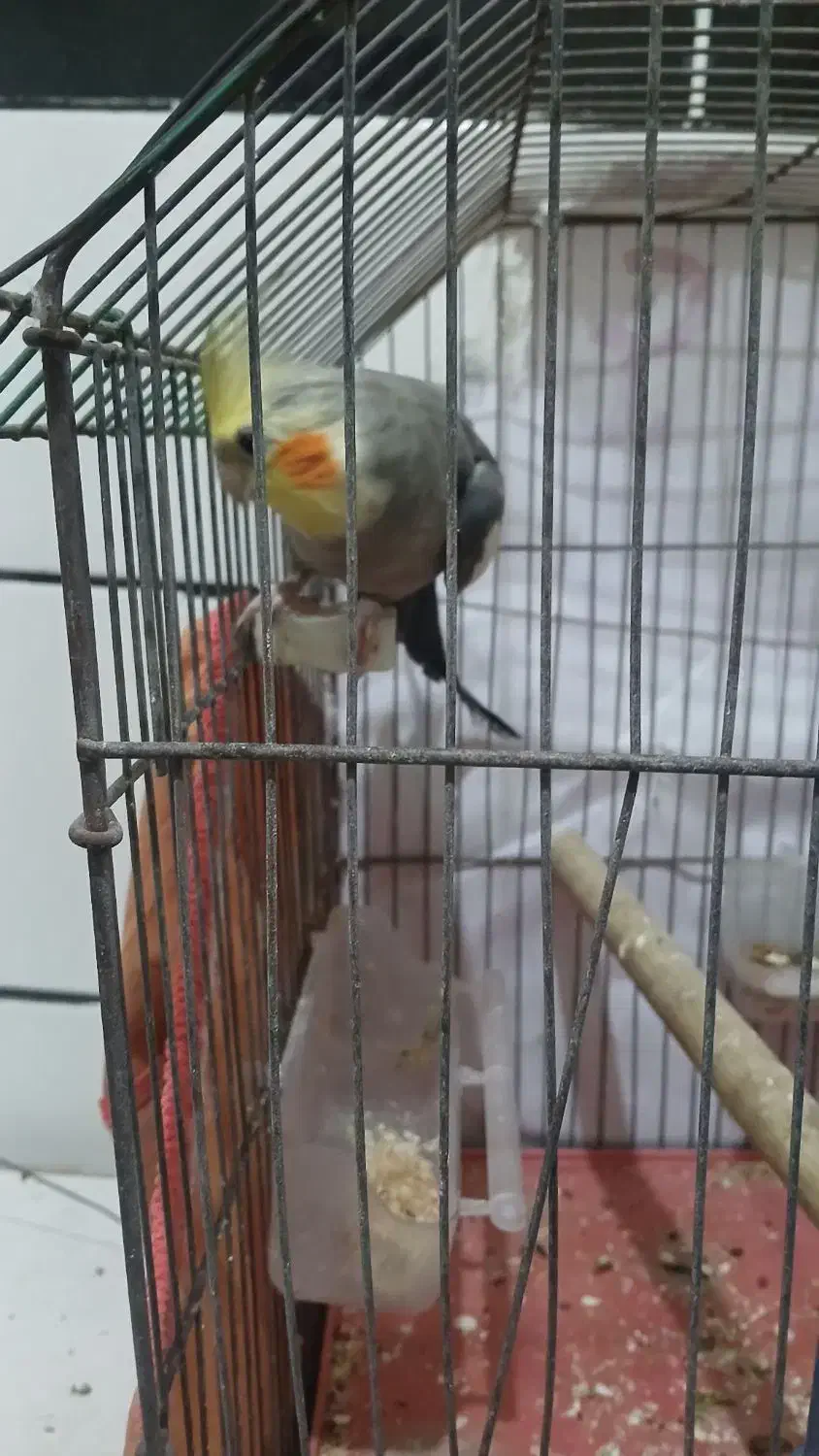 فروش یک نر جوان و سرحال  حدود ۱۰ ماهه|پرنده|بهبهان, |دیوار