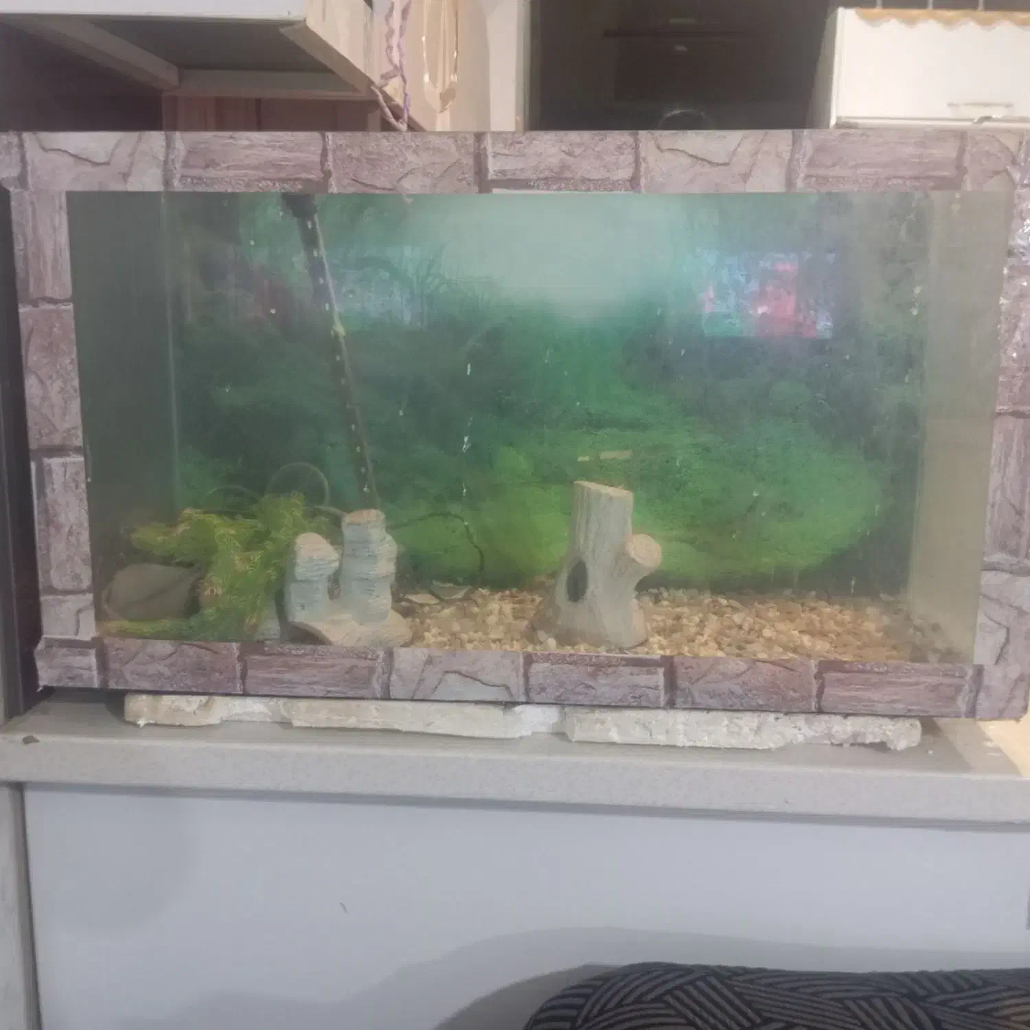 آکواریم بزرگ وسالم|ماهی|زاهدان, |دیوار