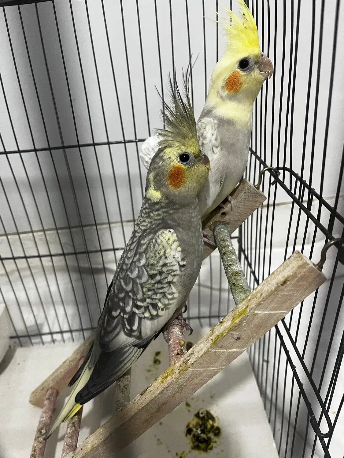 عروس هلندی جوجه|پرنده|قدس, شهر‌قدس|دیوار