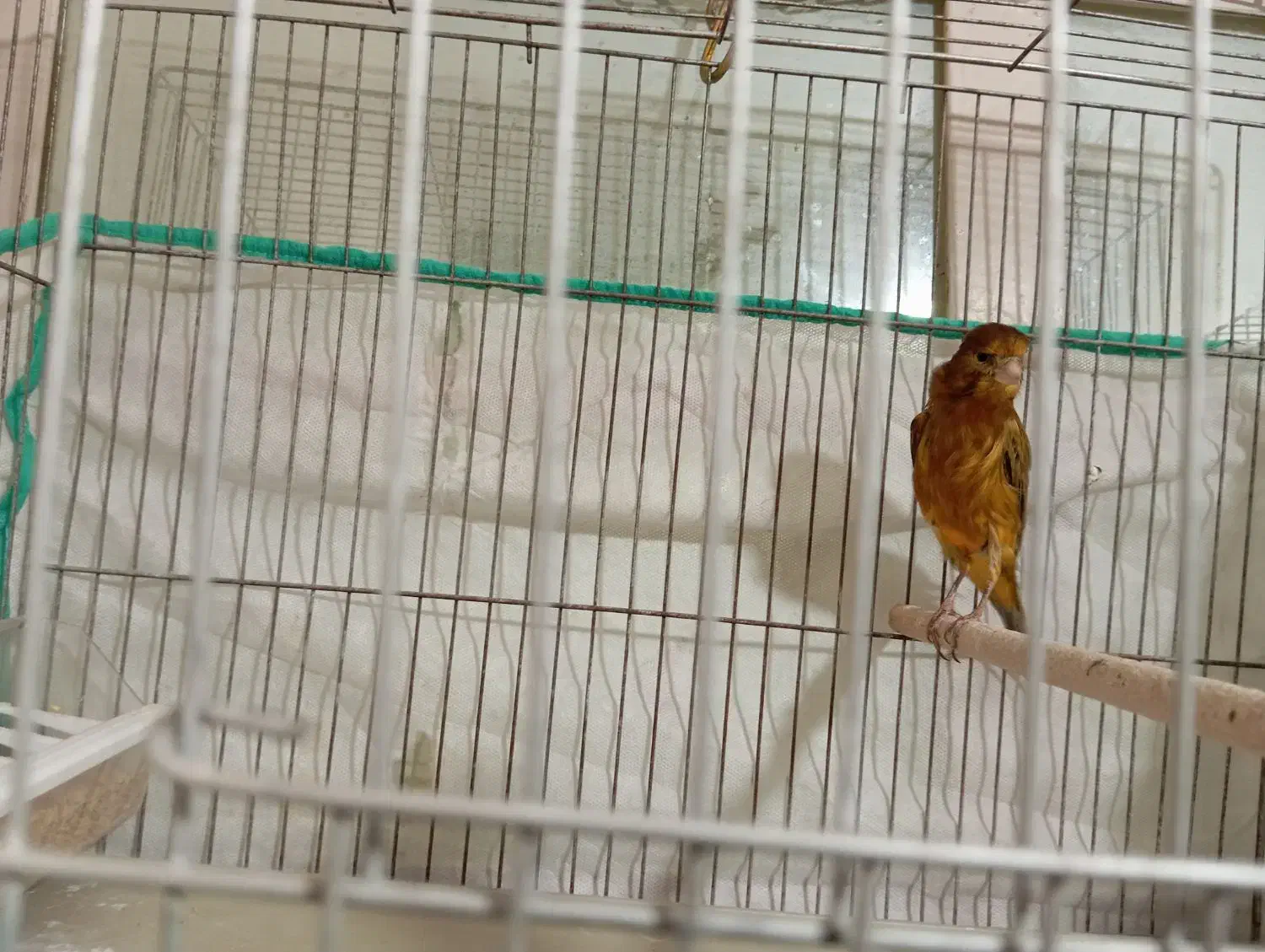 قناری نر معاوضه با فنچ نرگسی یا مصری. آبپخش|پرنده|آبپخش, |دیوار