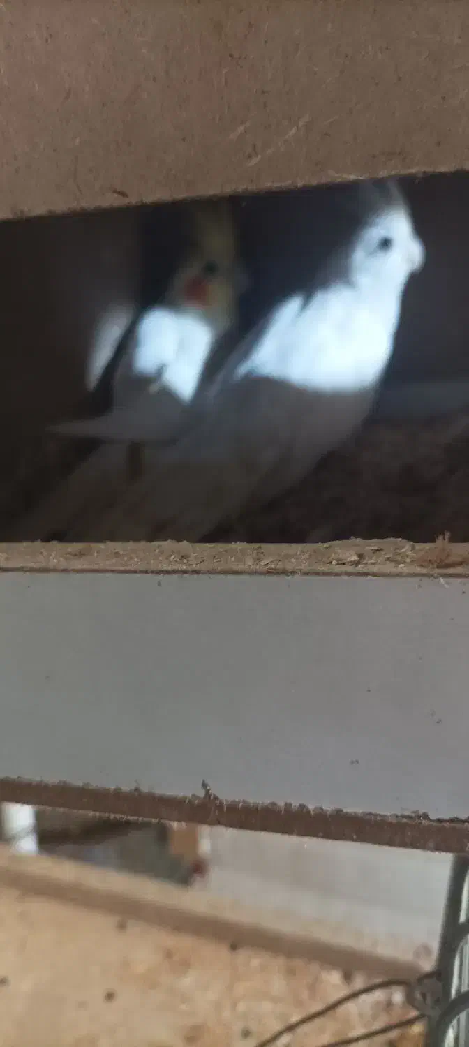 یه جفت عروس هلندی بالغ در حال تخم گذاری|پرنده|نگین شهر, |دیوار