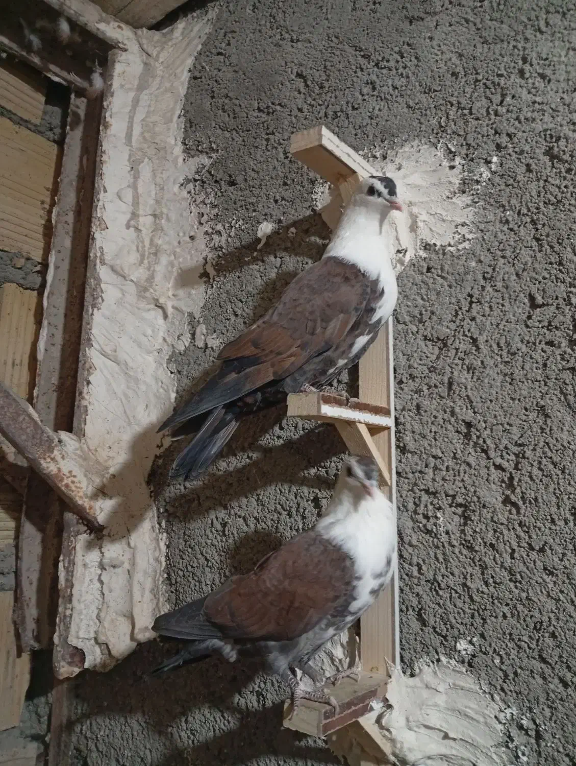 کبوتر کلاغ|پرنده|مشهد, شهرک مهرگان|دیوار