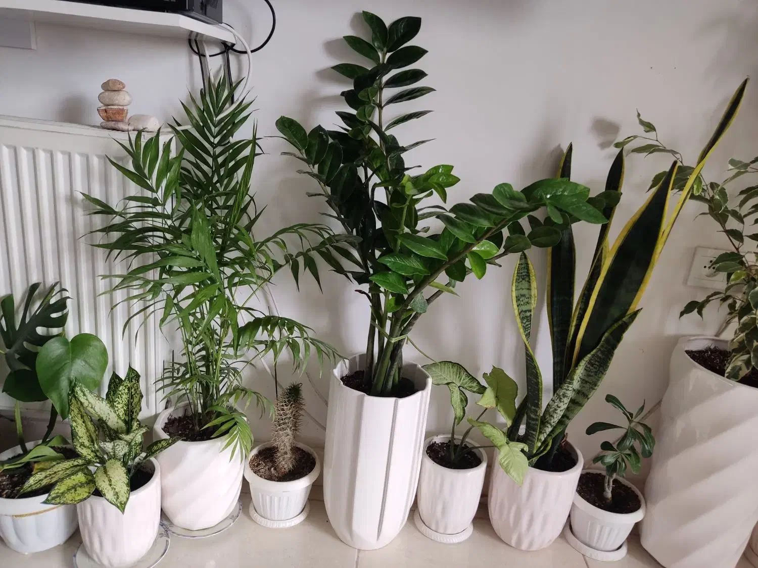 زاموفیلیا سبز غول|گل و گیاه طبیعی|ارومیه, |دیوار