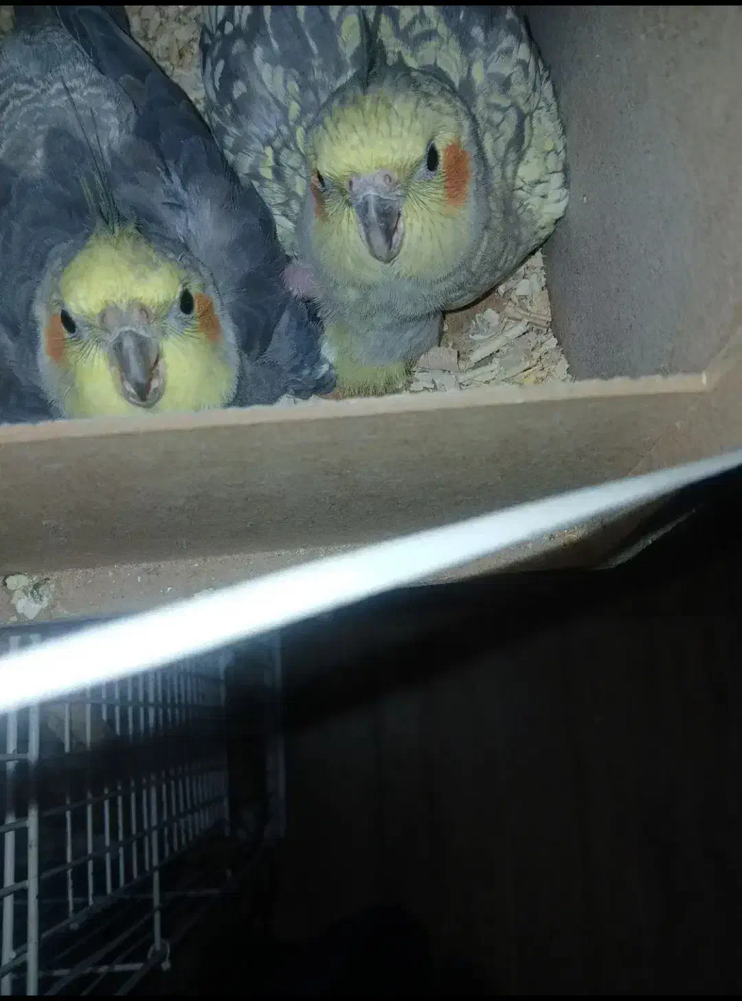 عروس|پرنده|تهران, امانیه|دیوار