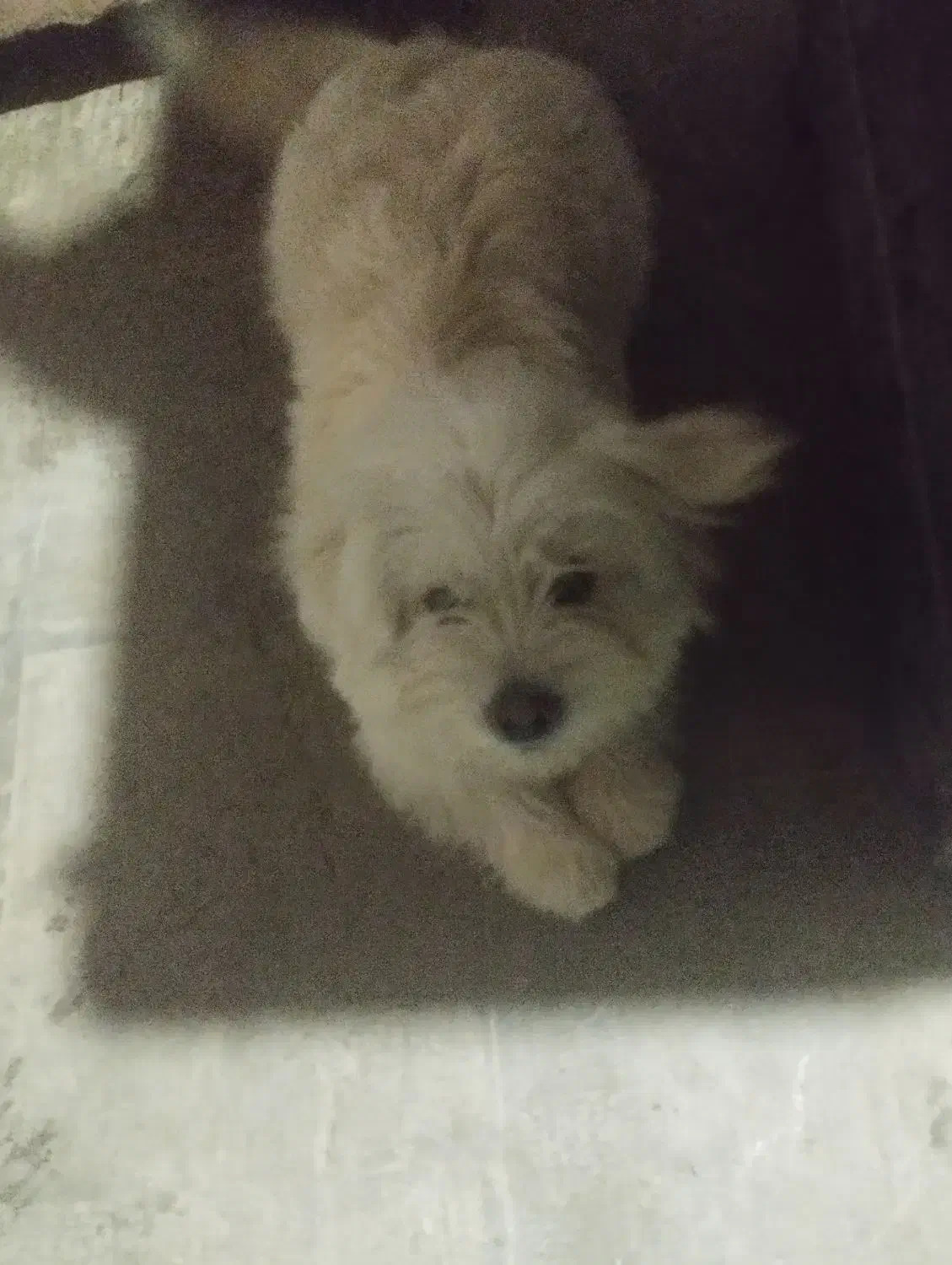 سگ پشمالو تریئر|سگ|لاهیجان, لیل|دیوار