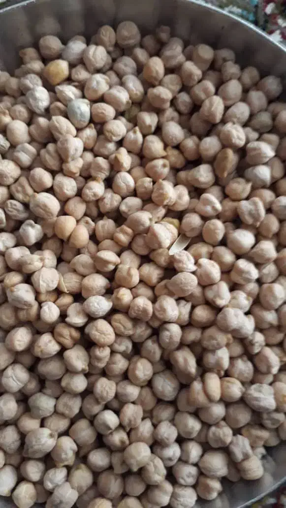 فروش نخود رقم عادل کشت پاییزه|حراج|سرپل ذهاب, |دیوار