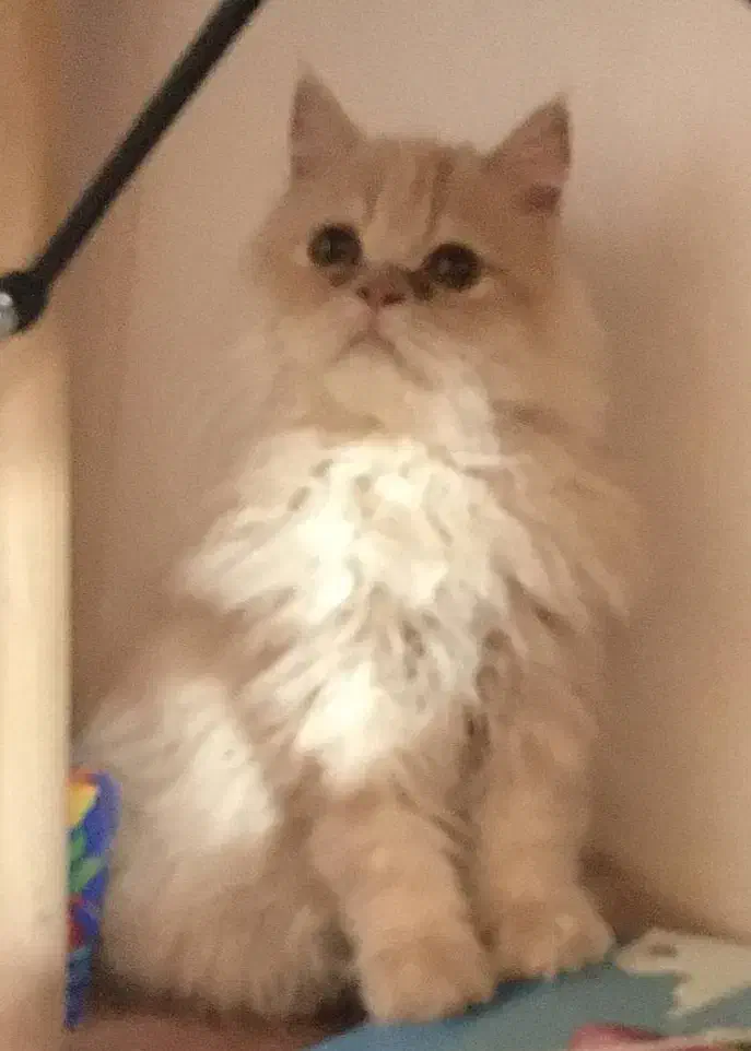 گربه بریتیش ماده|گربه|لاهیجان, پردسر|دیوار