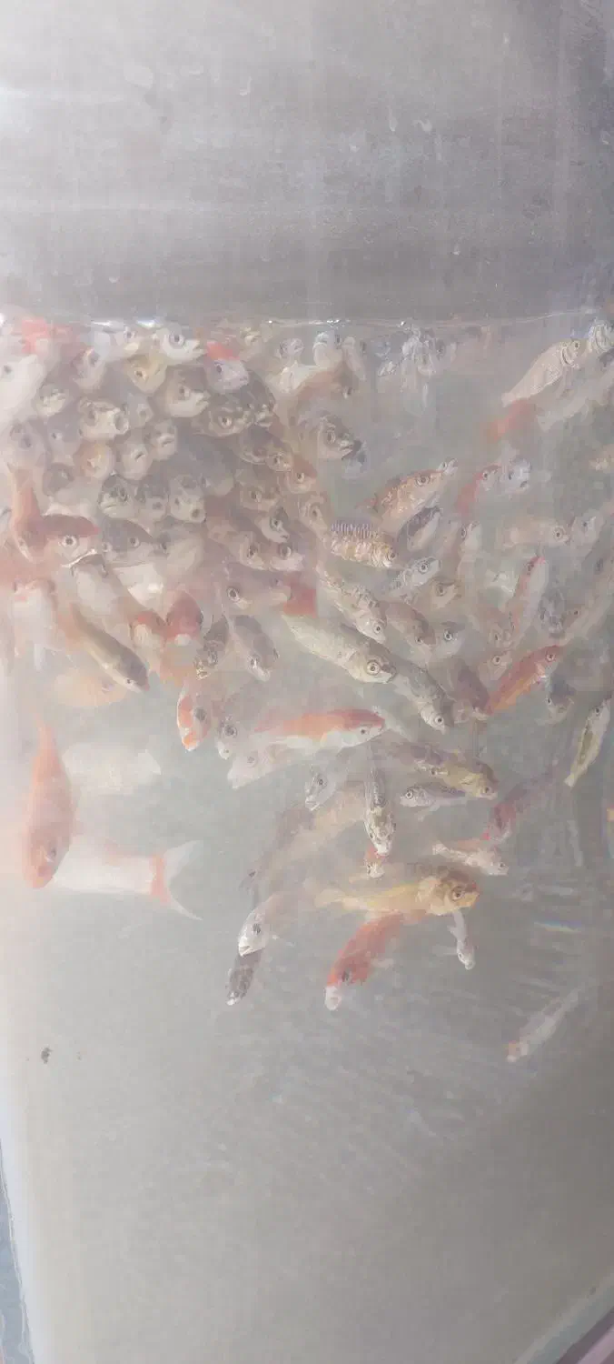 ماهی کوی ۲ بند تا ۴ بند مخلوط|ماهی|اسلامشهر, چیچکلو|دیوار