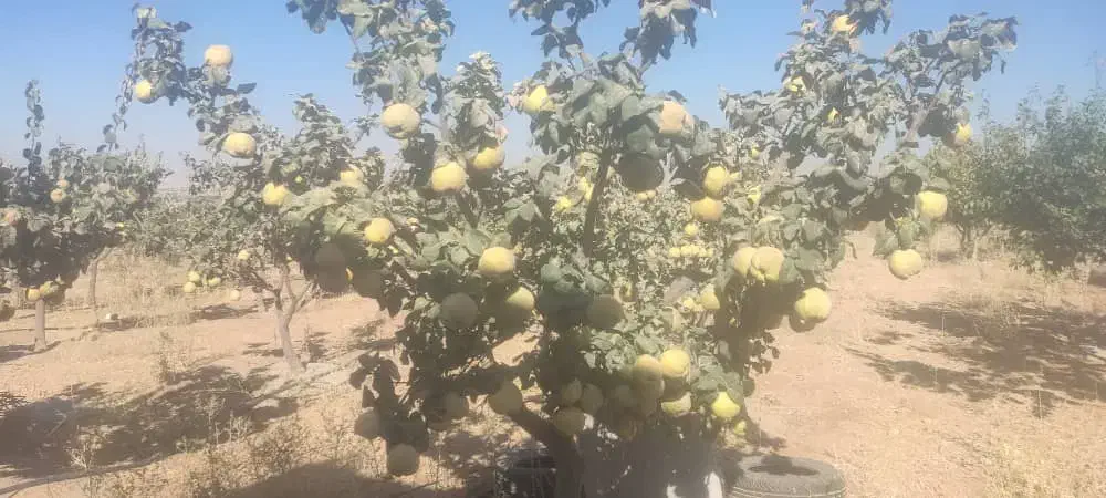 میوه بِه خوش طعم (سیبی)|خوردنی و آشامیدنی|شیراز, ریاستی|دیوار