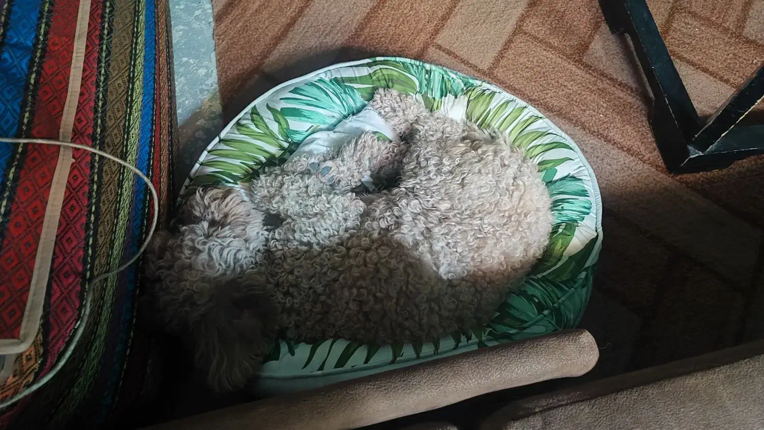 پودل توی|سگ|تهران, سلسبیل جنوبی|دیوار