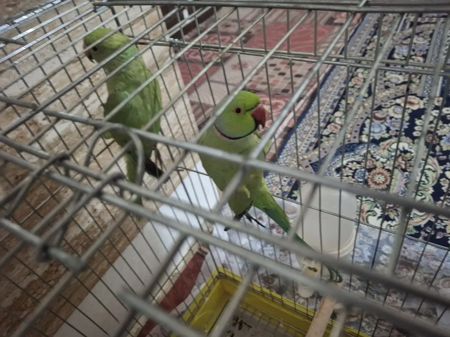 طوطی ملنگو|پرنده|چابهار, |دیوار