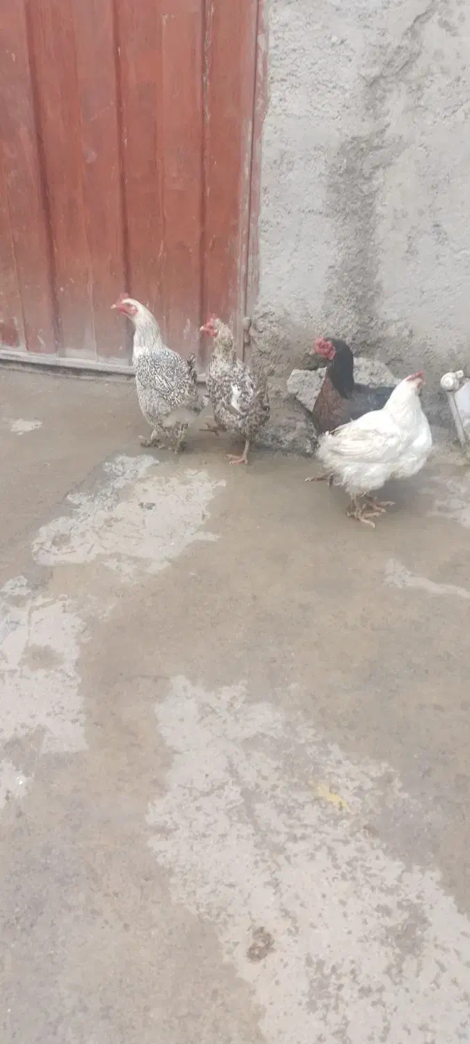 مرغ|حیوانات مزرعه|خاوه, |دیوار