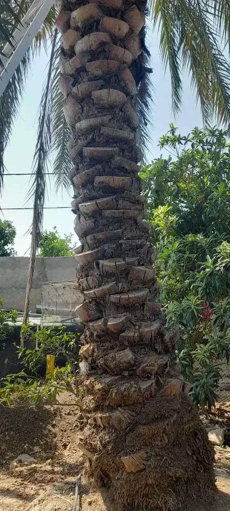 قطع نخل در باغ برای پیل|خدمات باغبانی و درختکاری|جنت, |دیوار