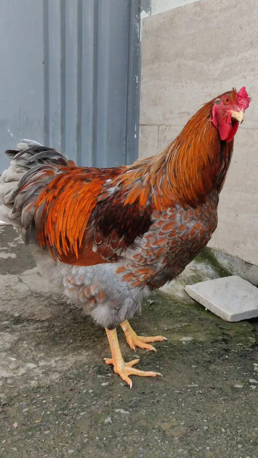 خروس ویاندوت بلورد (خروس زینتی)|حیوانات مزرعه|گتاب, |دیوار