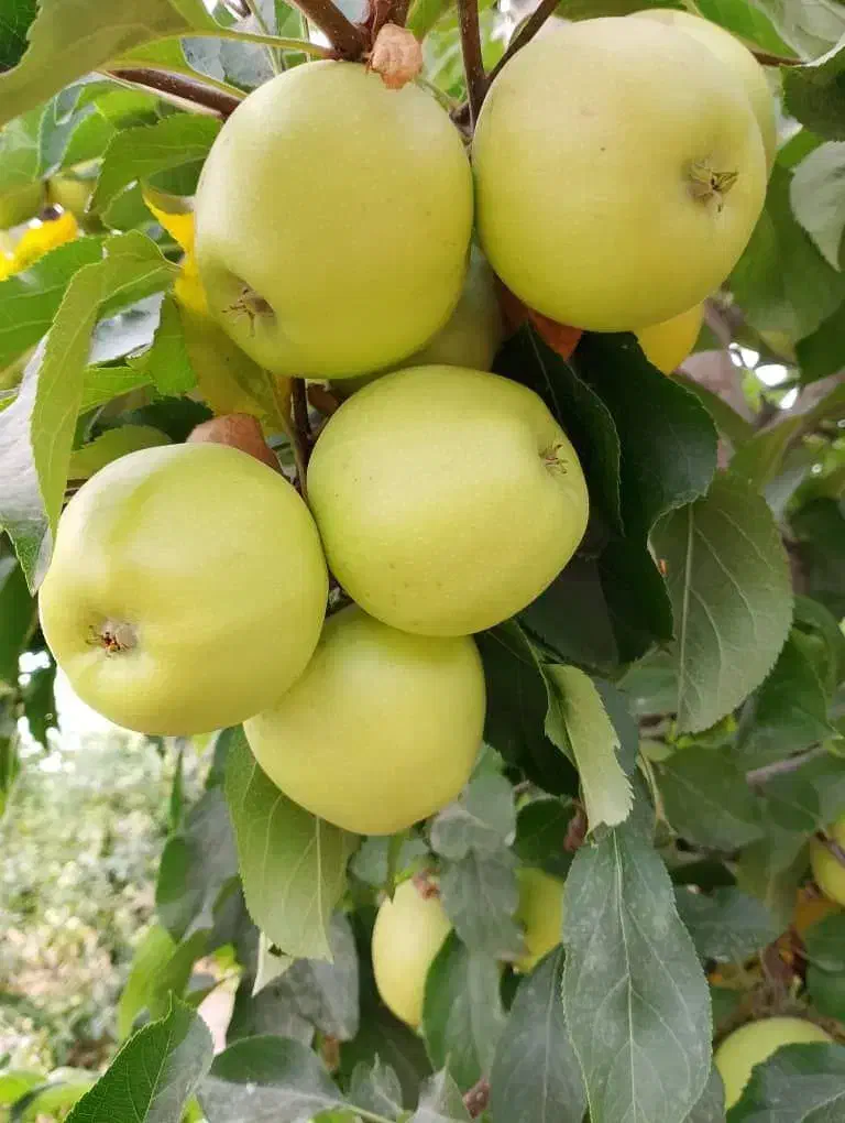 نهال سیب پایه خارجی (مالینگ)|خدمات باغبانی و درختکاری|اشنویه, |دیوار