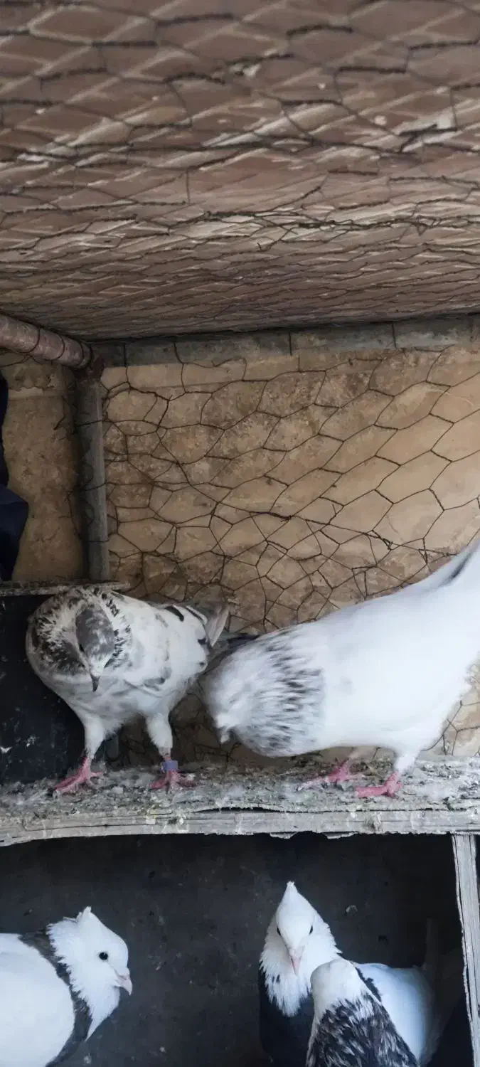 کبوتر|پرنده|خرمشهر, |دیوار