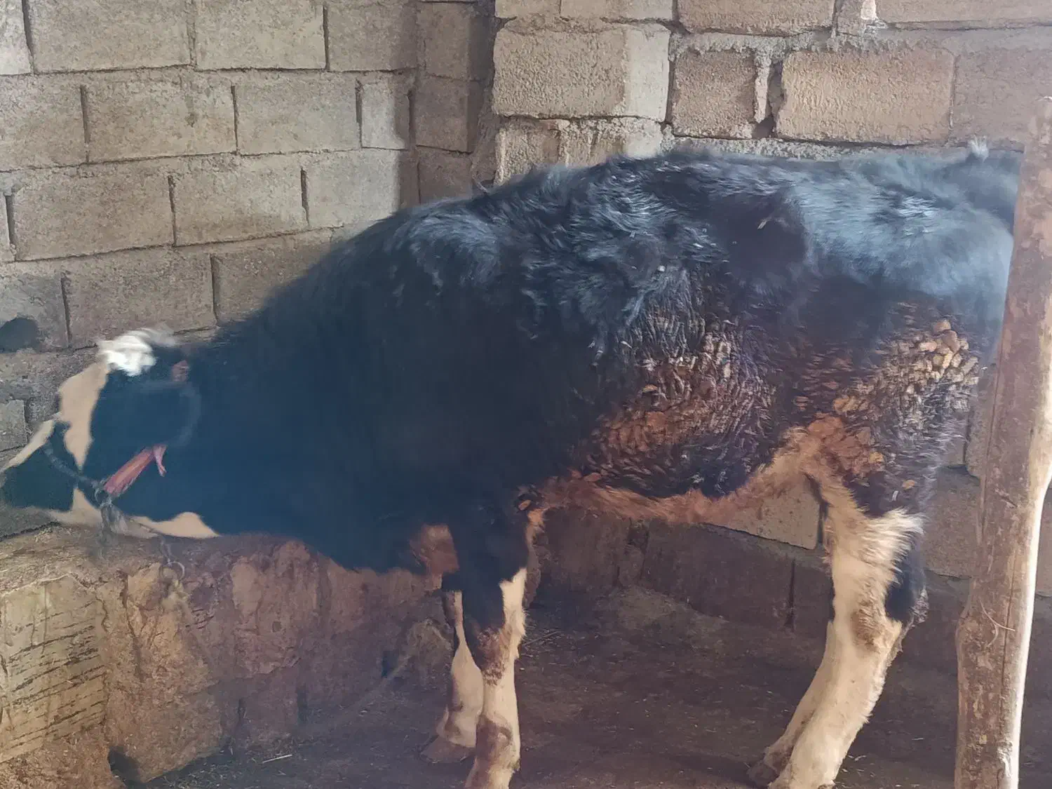 گوساله|حیوانات مزرعه|چرداول, |دیوار