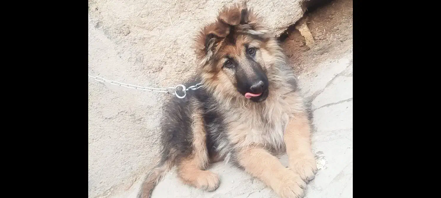 ژرمن شولاین اصیل|سگ|مشهد, طرق|دیوار