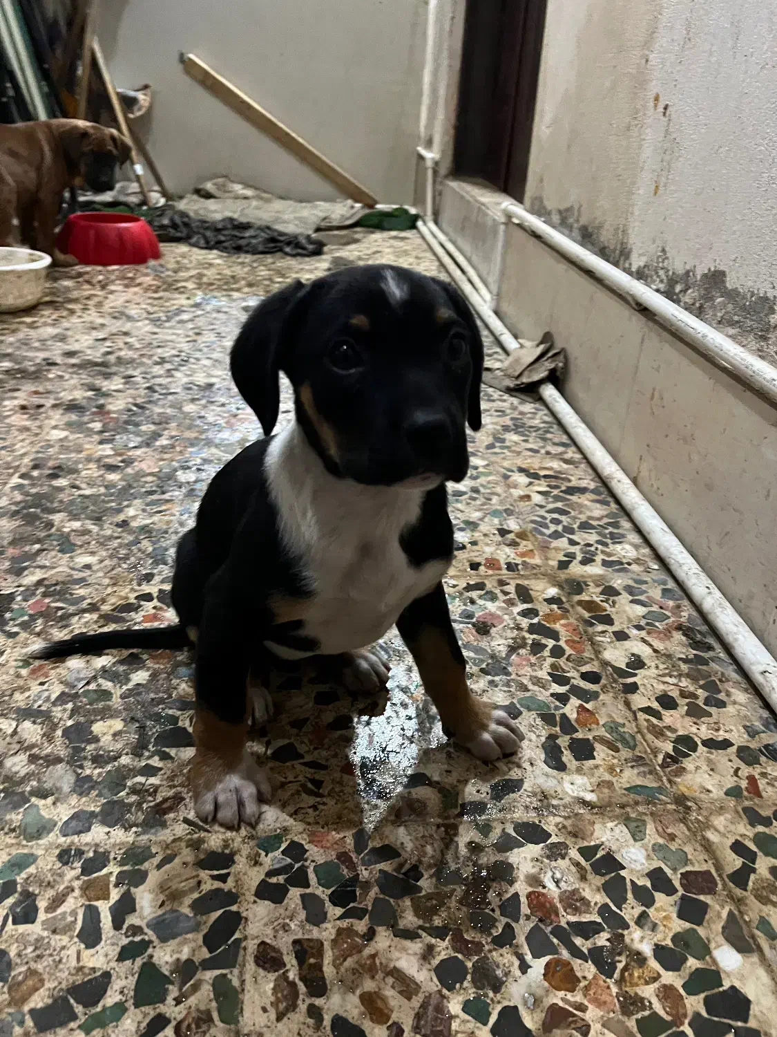 واگذاری|سگ|رشت, کوی حسینی|دیوار