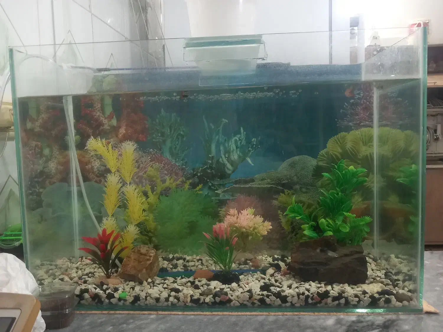 آکواریوم فروشی با کلیه وسایل|ماهی|تربت‌حیدریه, سرمحله|دیوار