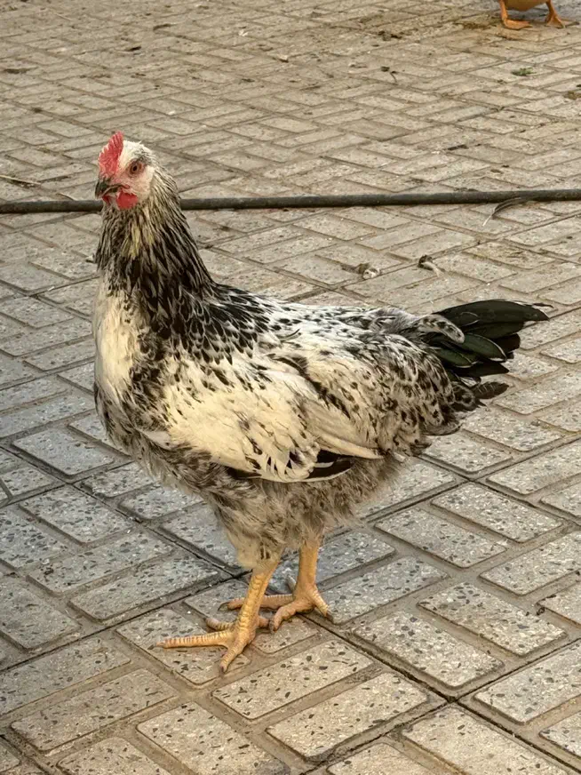 نیمچه مرغ و خروس|حیوانات مزرعه|تهران, گلستان (شهرک راه آهن)|دیوار