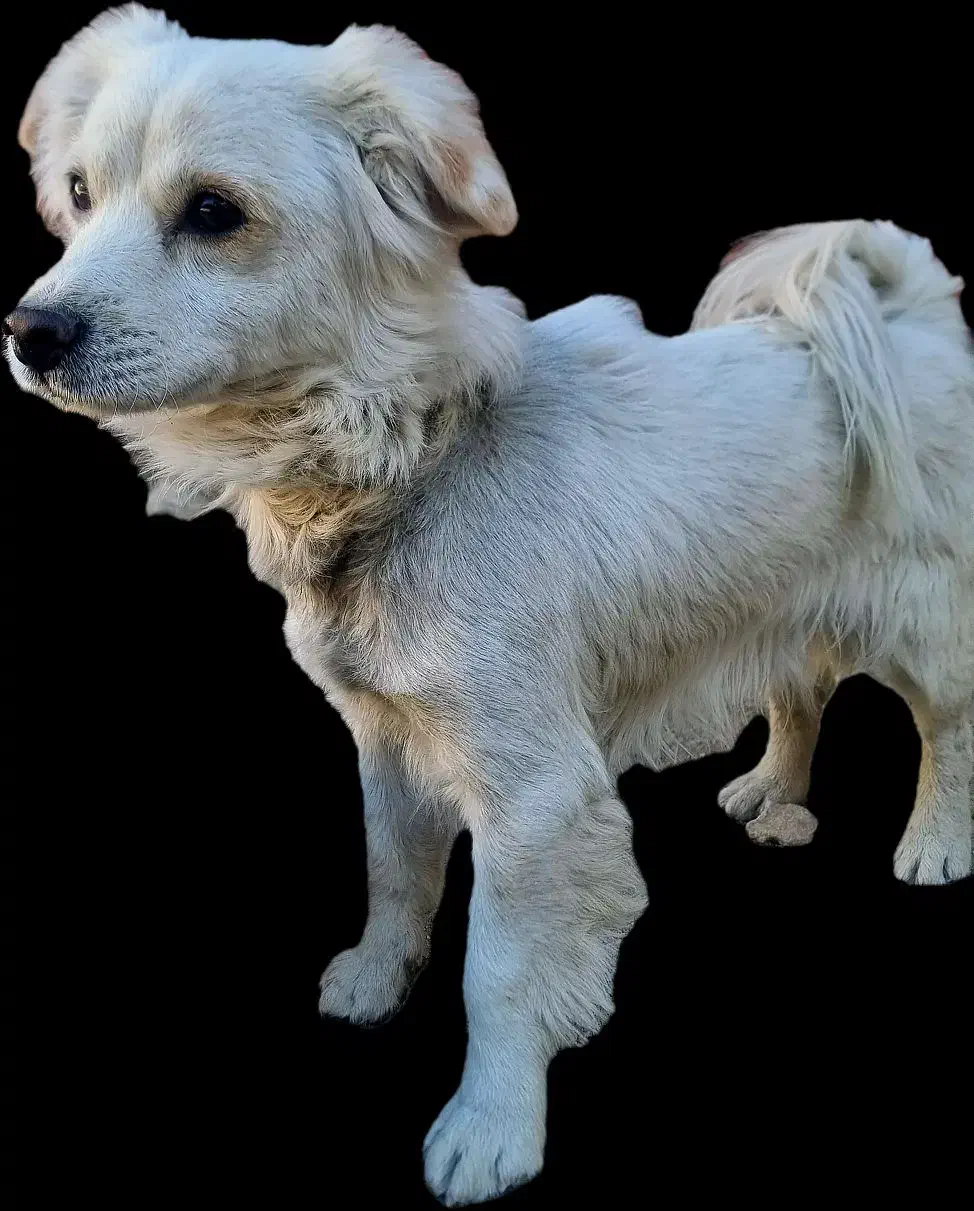 فروش سگ باهوش با ادب|سگ|شیراز, شهرک ولیعصر|دیوار