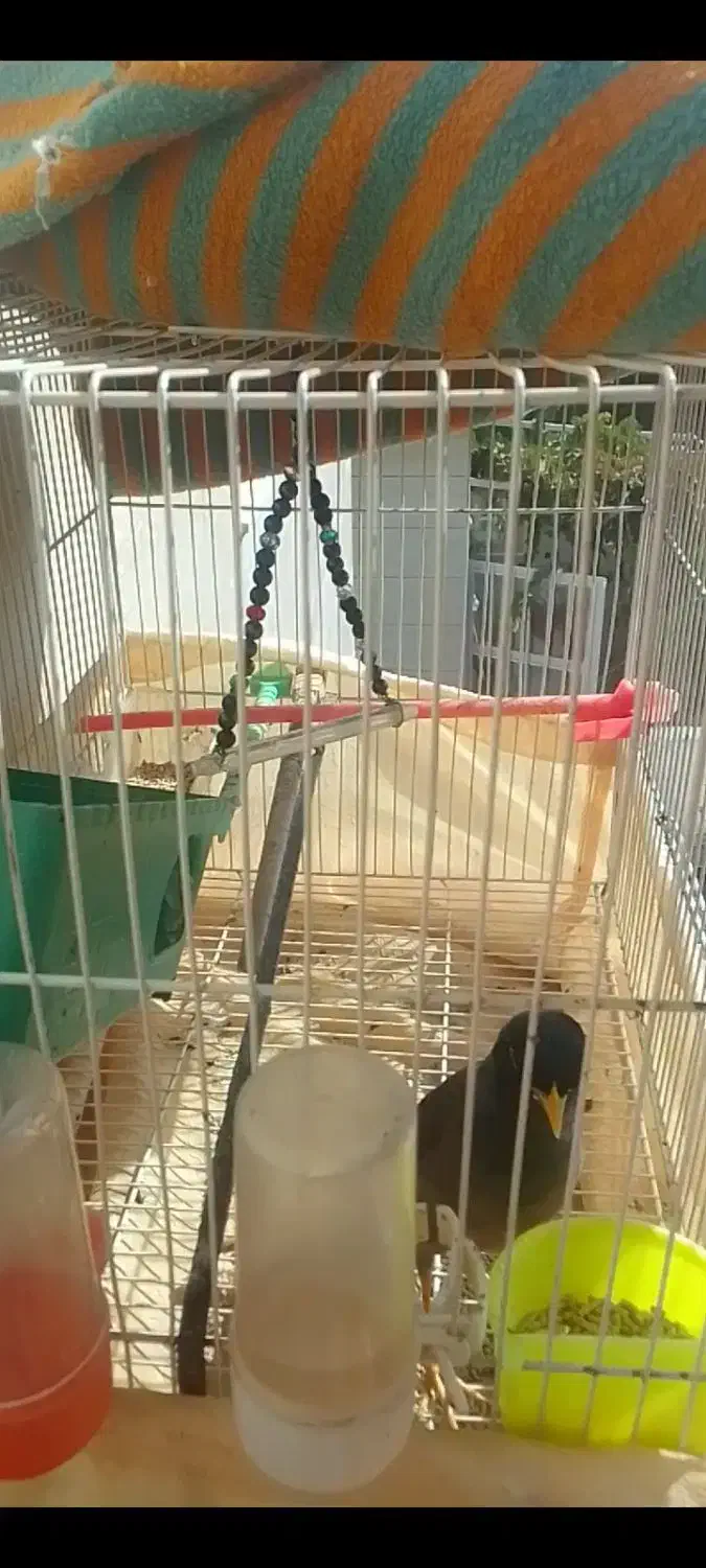 قفس|لوازم جانبی حیوانات|شیروان (خراسان), |دیوار