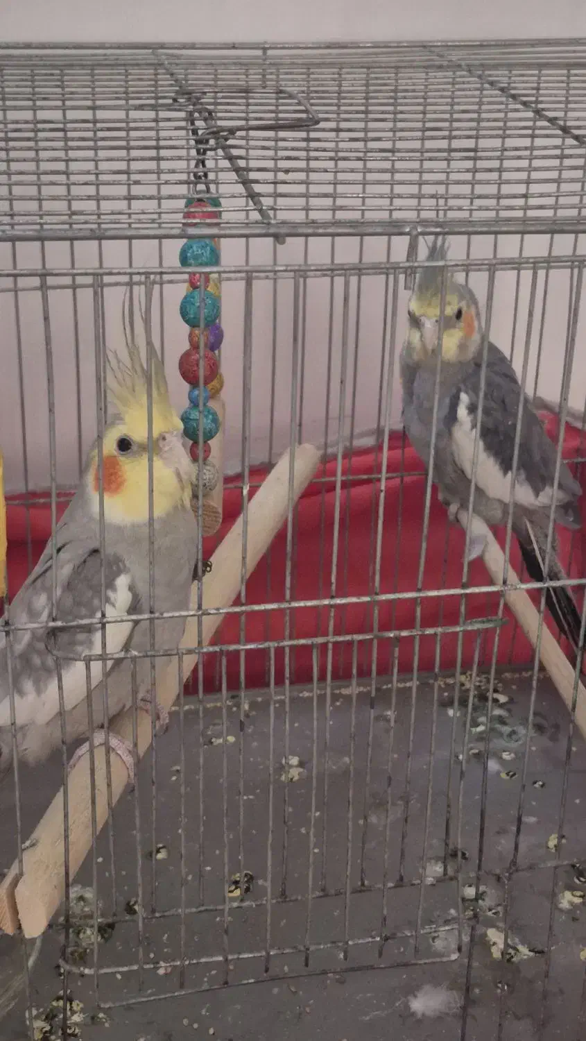 جفت مولد عروس هلندی|پرنده|پاکدشت, پاکدشت (مامازند)|دیوار