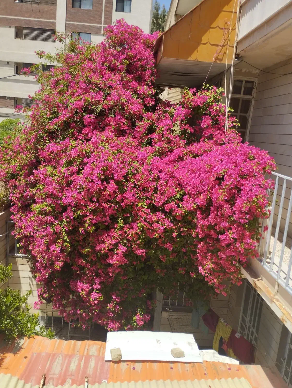 رهن و اجاره جمهوری|اجارهٔ آپارتمان|شیراز, باباکوهی|دیوار