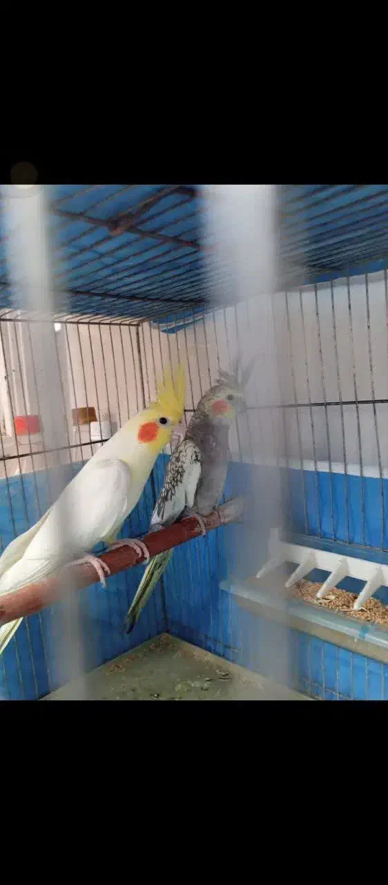 عروس مولد.|پرنده|قنوات, |دیوار