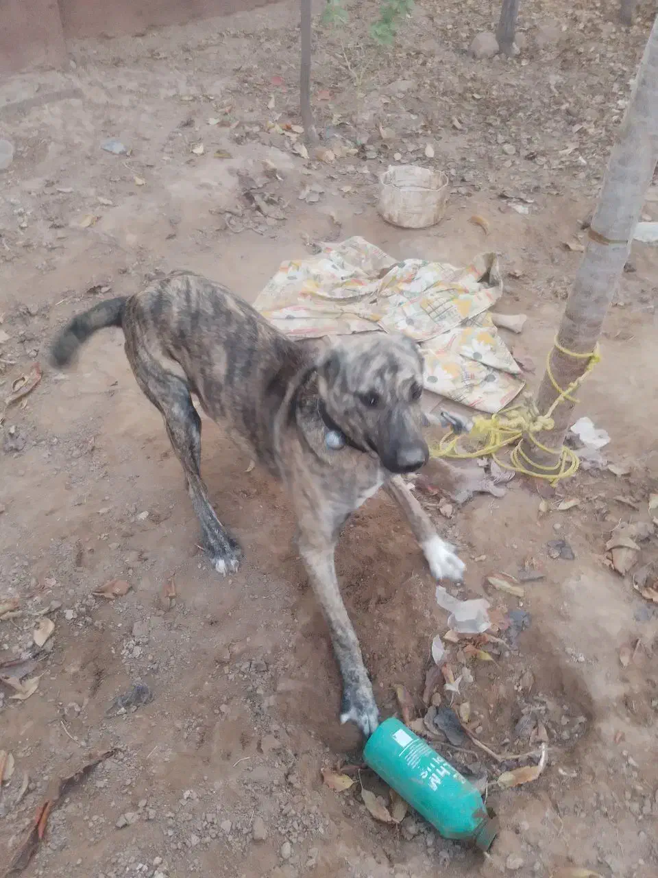 سگ افغان|سگ|مشهد, كنويست|دیوار