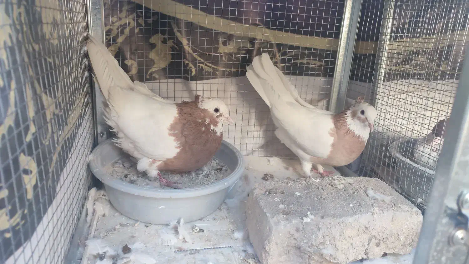 طوقی و سفید|پرنده|شیراز, کوشک میدان|دیوار