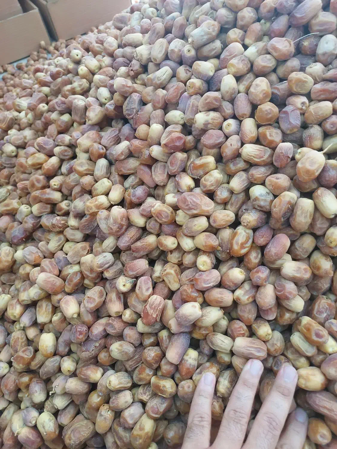 فروش محصولات جنوب|خوردنی و آشامیدنی|تهران, آرارات|دیوار