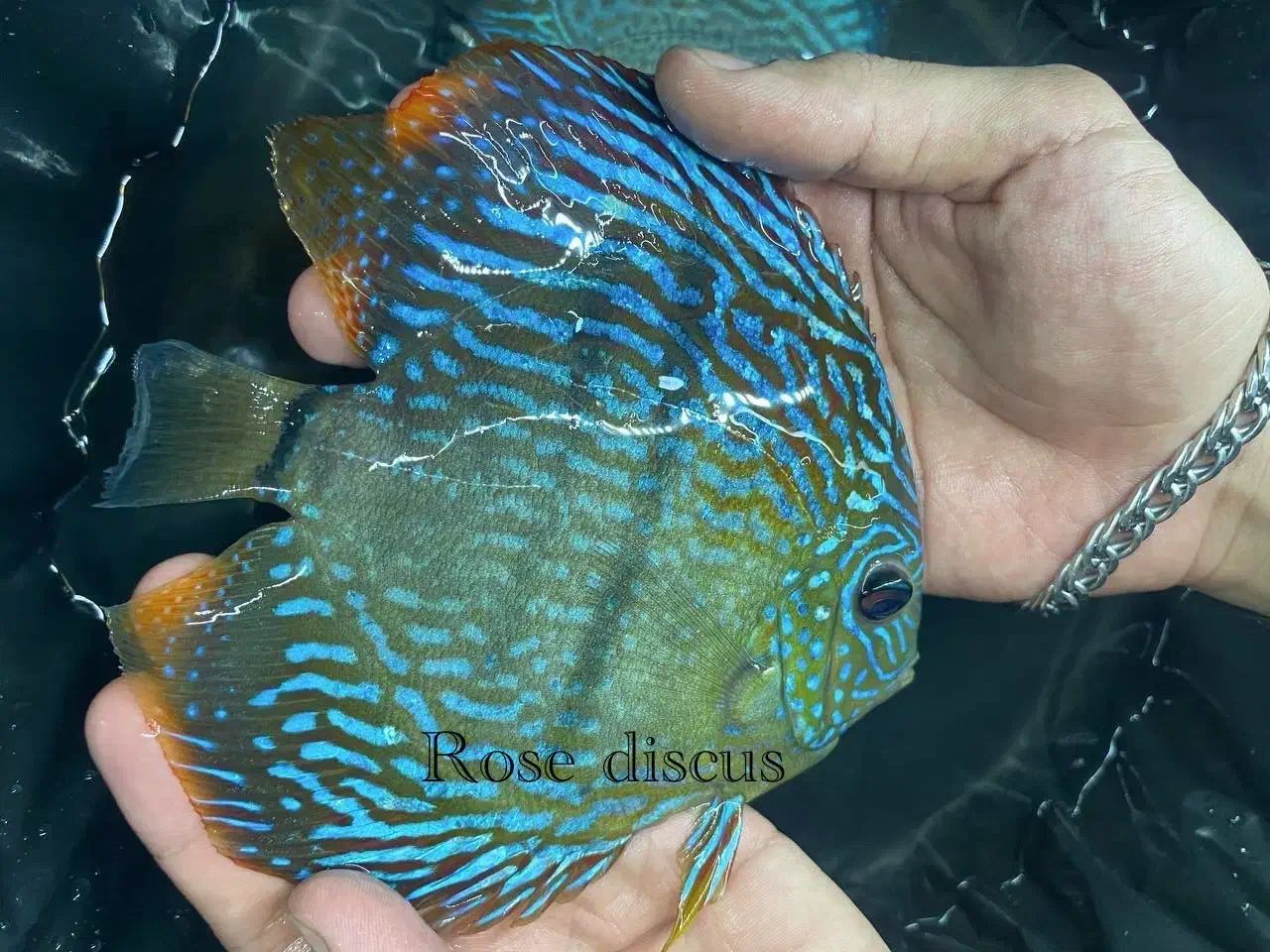 ماهی دیسکس همه سایزی|ماهی|اندیشه, شهرک صدف|دیوار