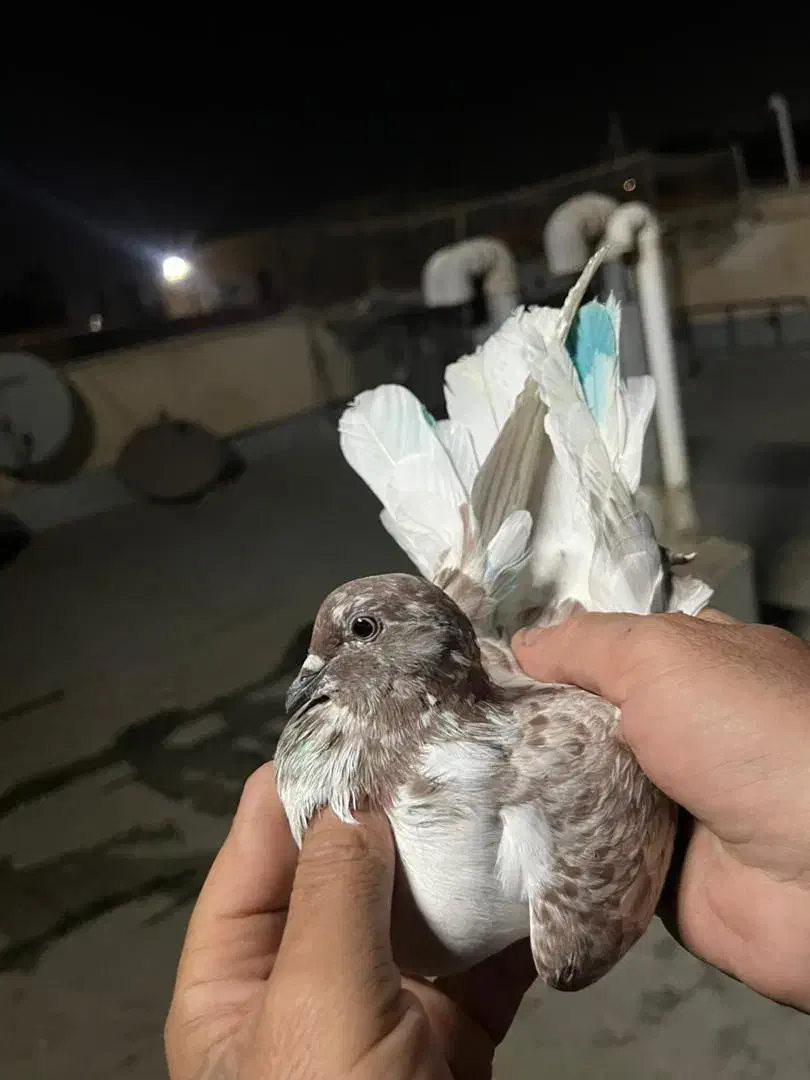 کفتر پرشی|پرنده|پاکدشت, پاکدشت (مامازند)|دیوار