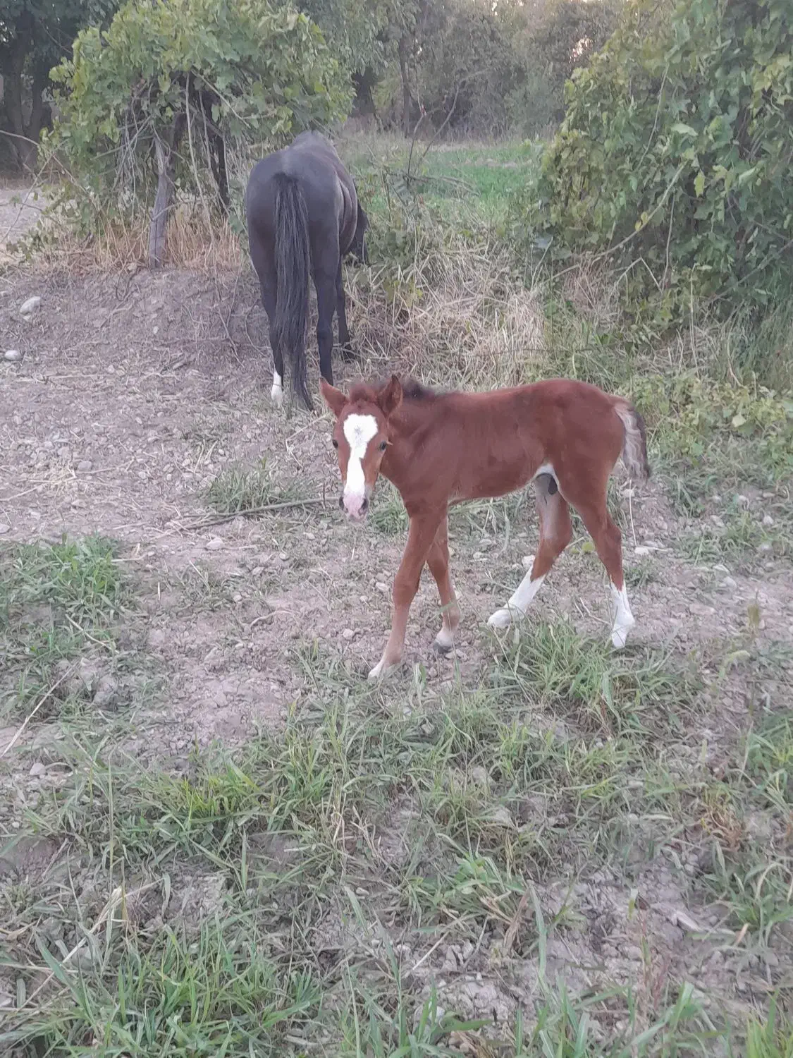 مادیون باکره فروشی|اسب و تجهیزات اسب‌سواری|چاپشلو, |دیوار