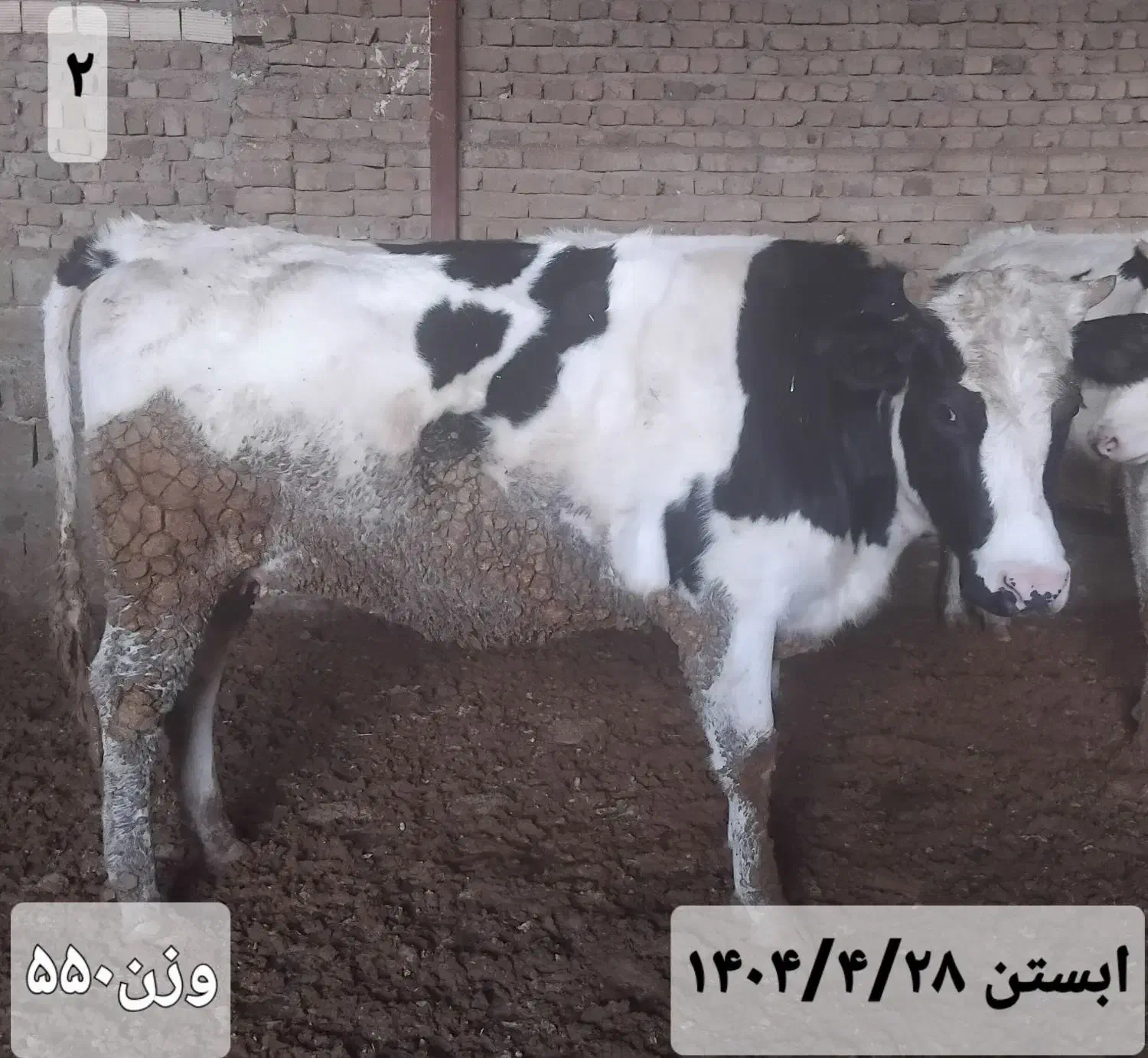 ۶عدد تلیسه|حیوانات مزرعه|زاغه, |دیوار