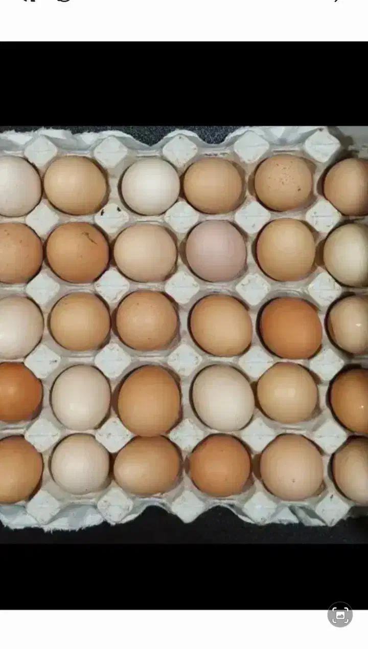 تخم مرغ محلی ارگانیک|حیوانات مزرعه|نوشین شهر, |دیوار