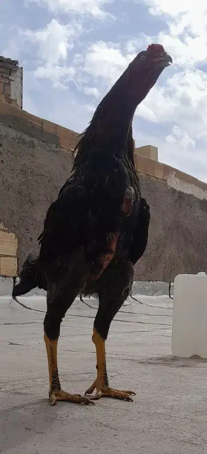 خروس‌لاری|حیوانات مزرعه|اسلام‌شهر, شهرک واوان|دیوار