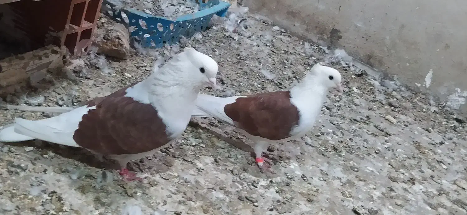 یه جفت دوبالی|پرنده|فاضل آباد, |دیوار