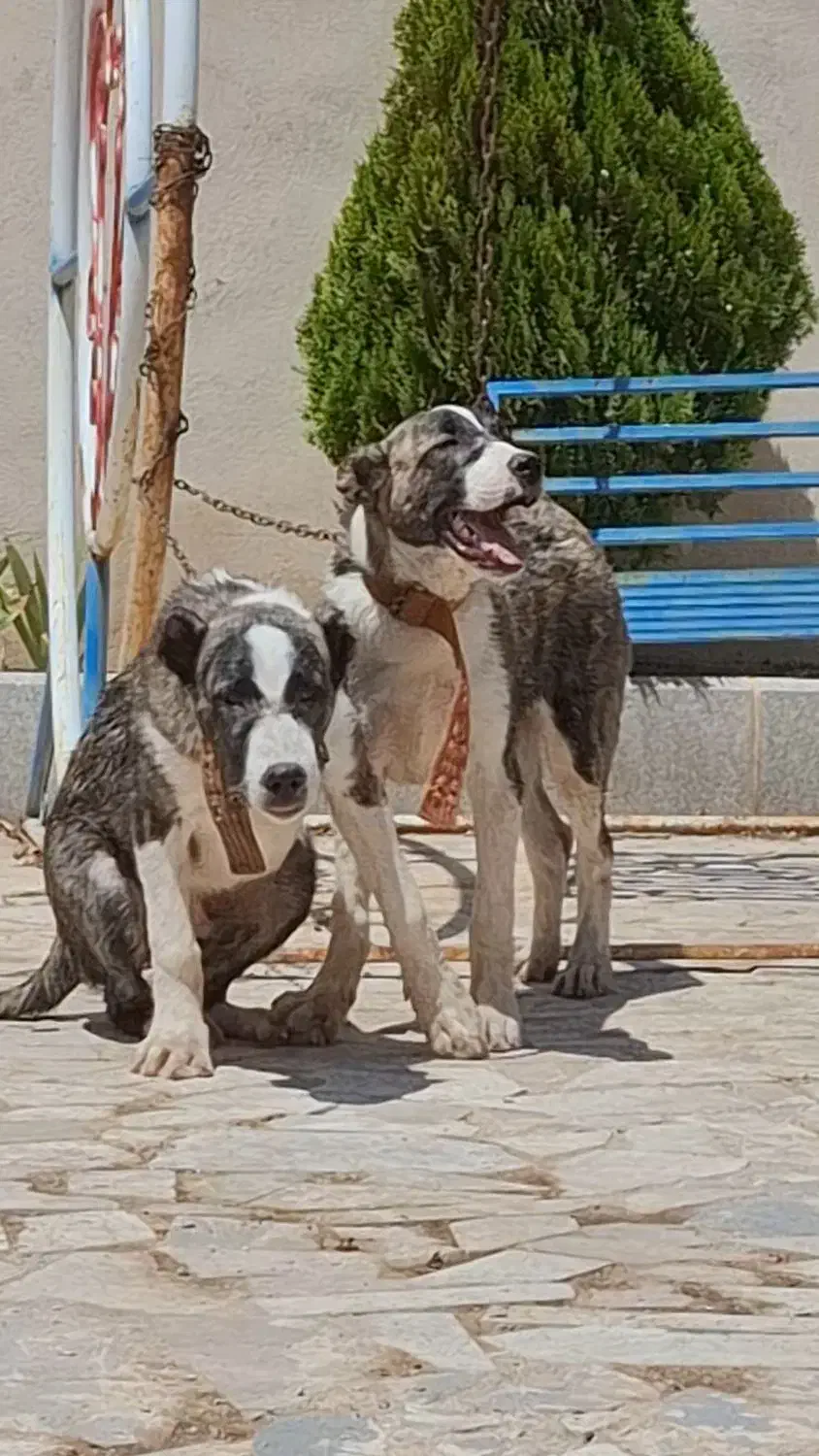 سگ گمشده|حیوانات|مشهد, کوی المهدی|دیوار